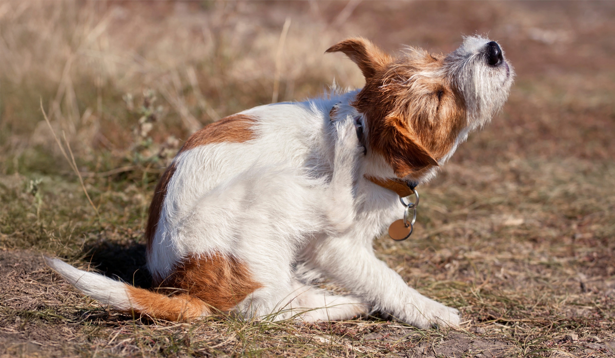 You are currently viewing Has Your Pet Got Fleas?