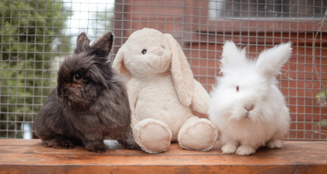 You are currently viewing Johnson’s 100 Year Birthday Charity Spotlight: Meet Fat Fluffs