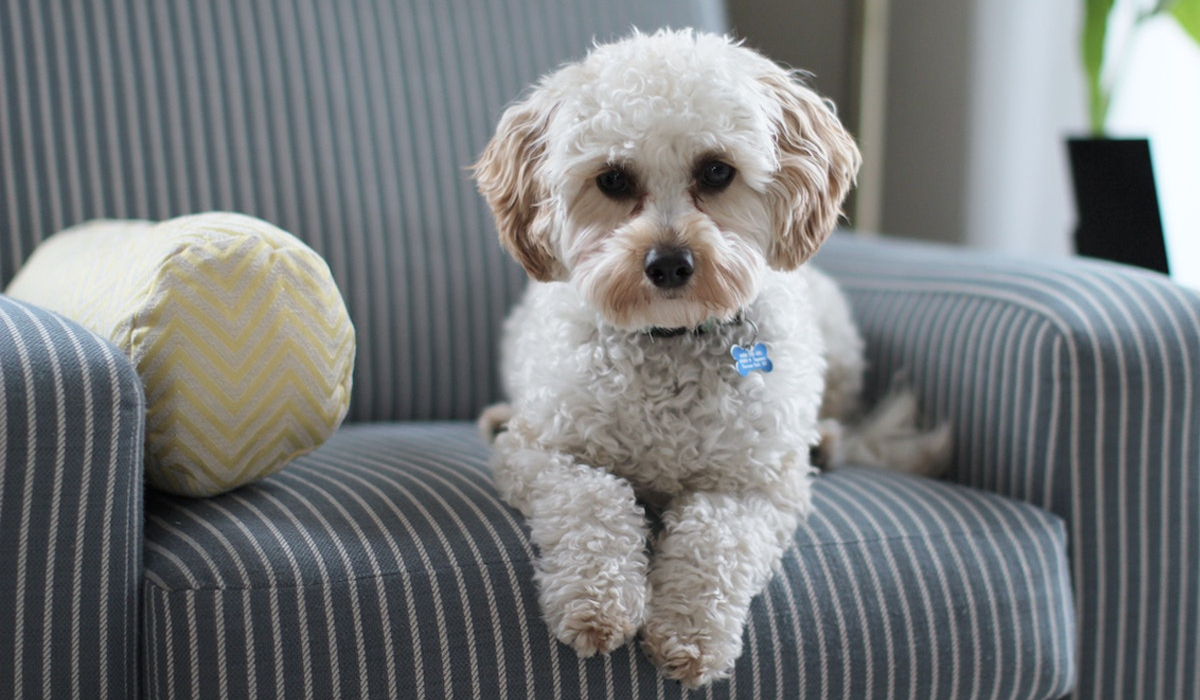 You are currently viewing Is This The End of Pet Bans in Rented Property? New Bill Proposes to Transform Pet Owners’ Rights.