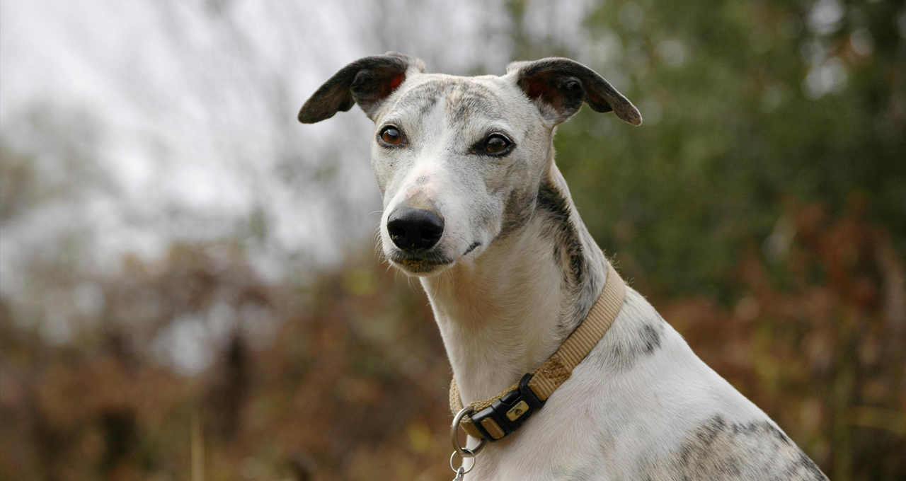 You are currently viewing Celebrating National Greyhound Day 2023: Appreciating Greyhounds in the UK