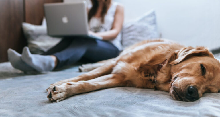 Read more about the article Common Mistakes Dog Owners Repeatedly Make
