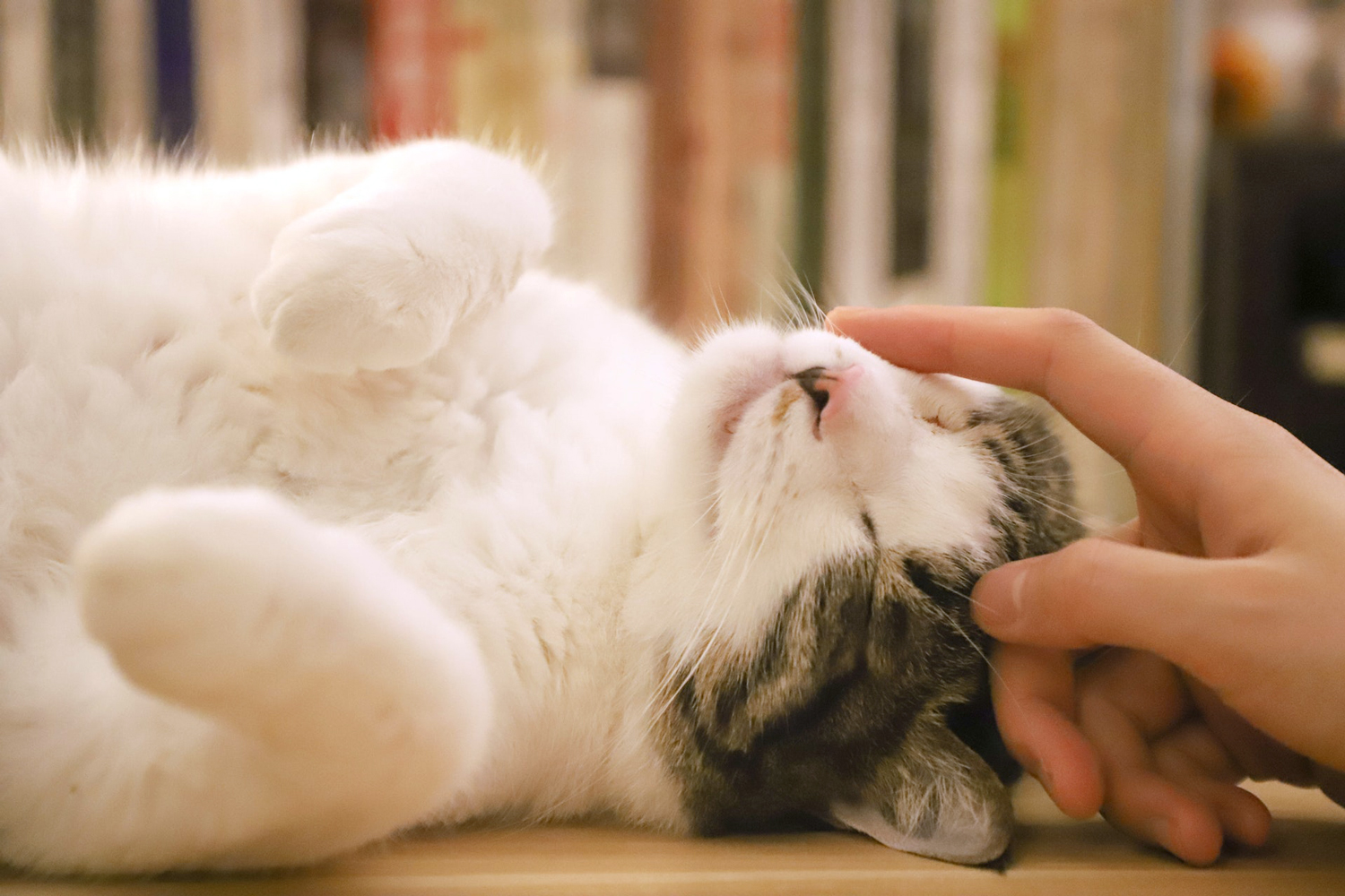 Read more about the article Today Is the Day for Cat Lovers  