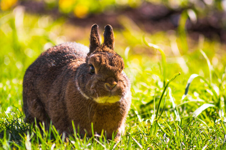 Read more about the article Keeping Your Pet Cool in Summer 