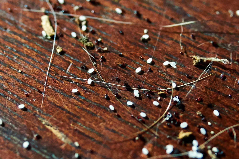 You are currently viewing How Long Will Fleas Live in a House Without Pets?
