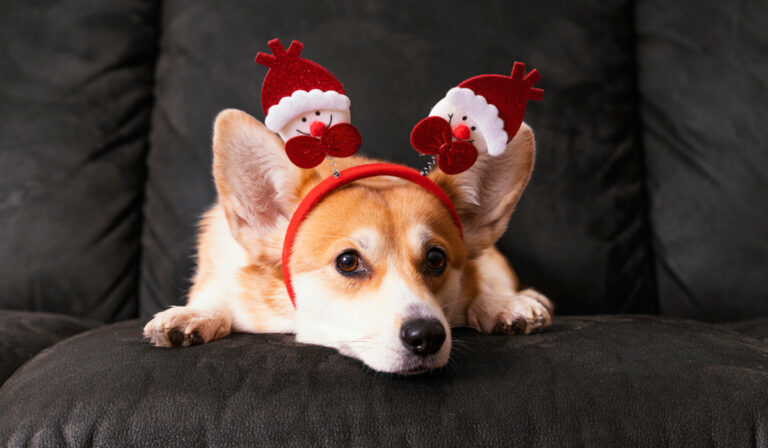 Read more about the article Have Yourself a Pet-Friendly Christmas 
