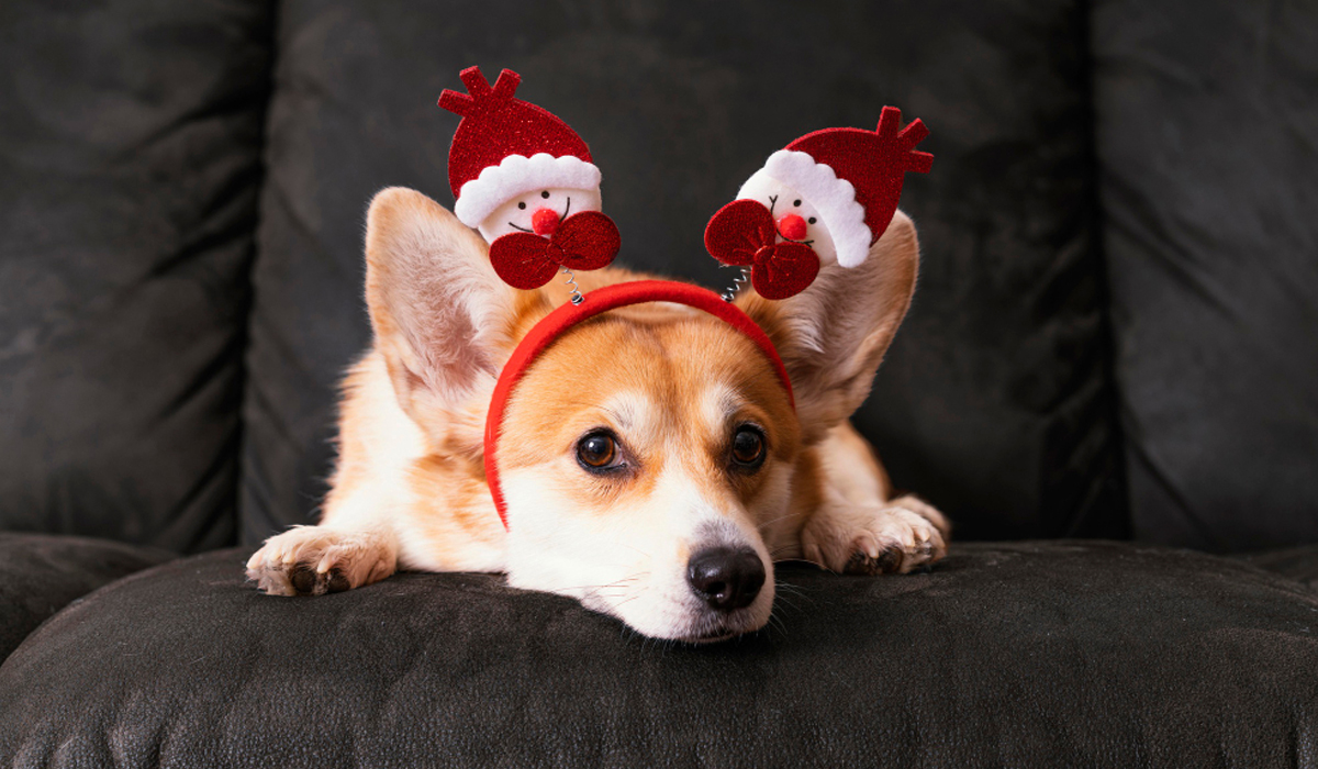 You are currently viewing Have Yourself a Pet-Friendly Christmas 