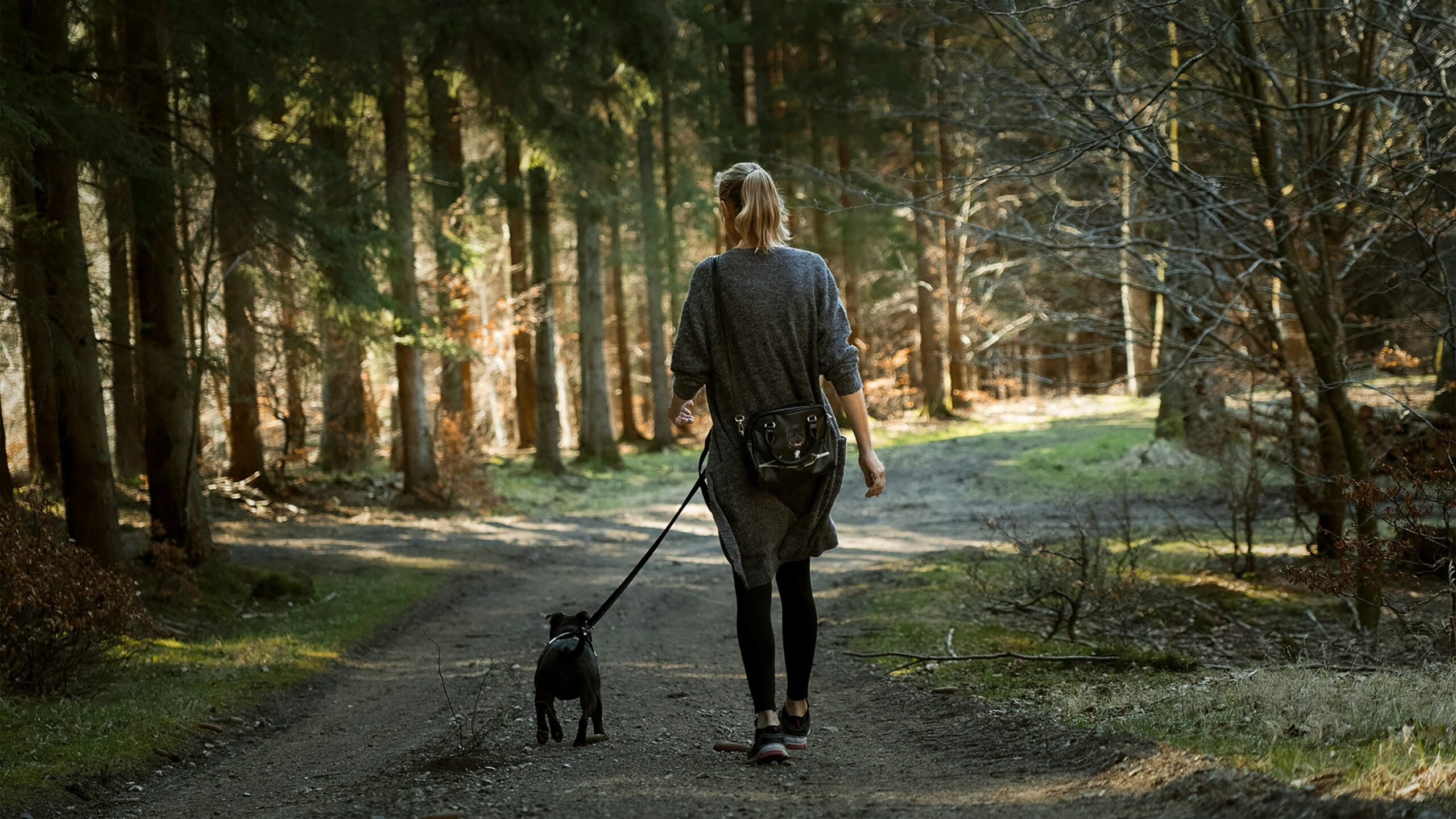 You are currently viewing The Importance Of Dog Walking, From The UK’s Pet Experts 