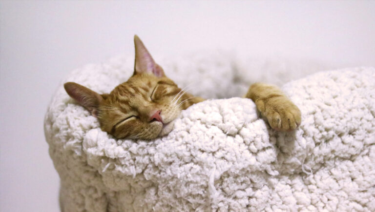 Read more about the article 9 Questions to Ask Yourself Before Getting a Cat