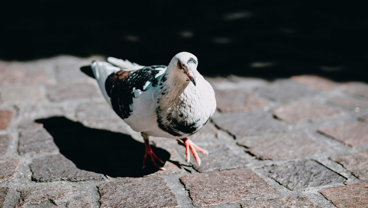 You are currently viewing Tips for Caring for Fancy Pigeons from Original Pigeon & Poultry Specialists