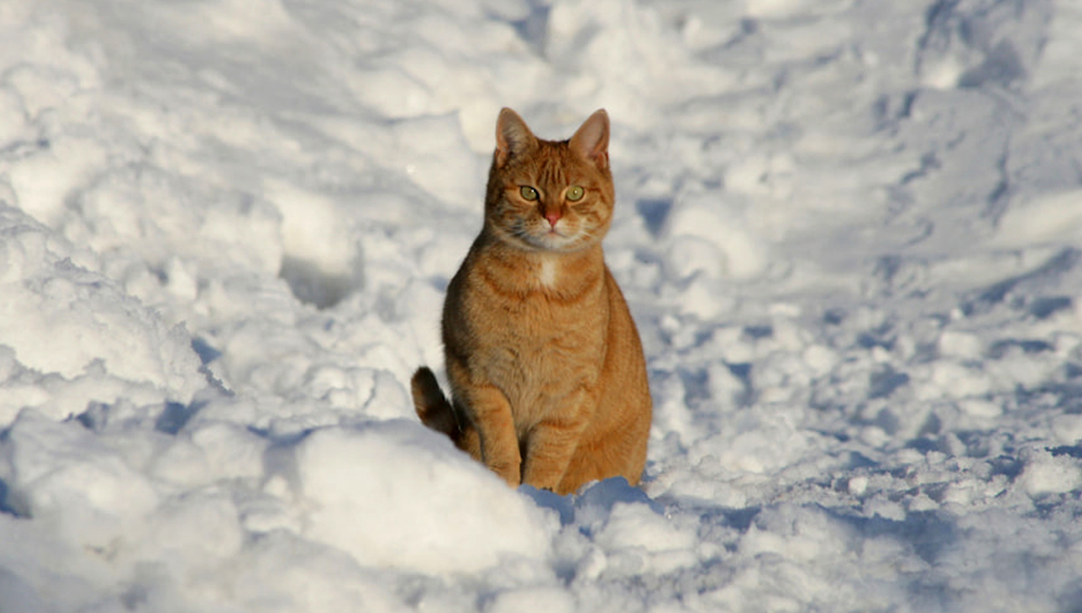 You are currently viewing Caring for your cat during the cold winter months 