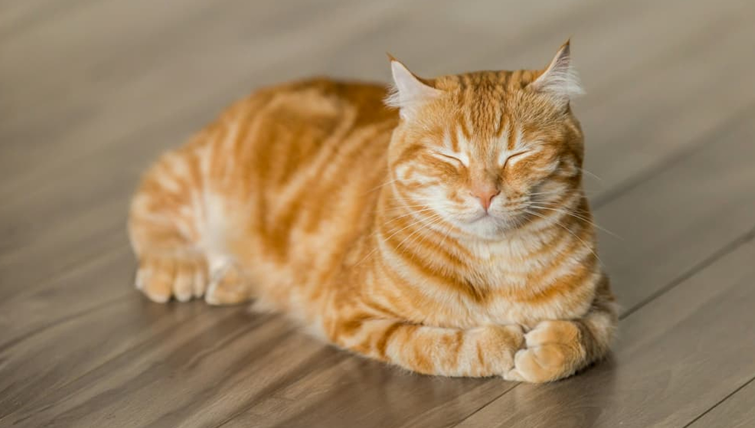 You are currently viewing Even indoor cats can get fleas!