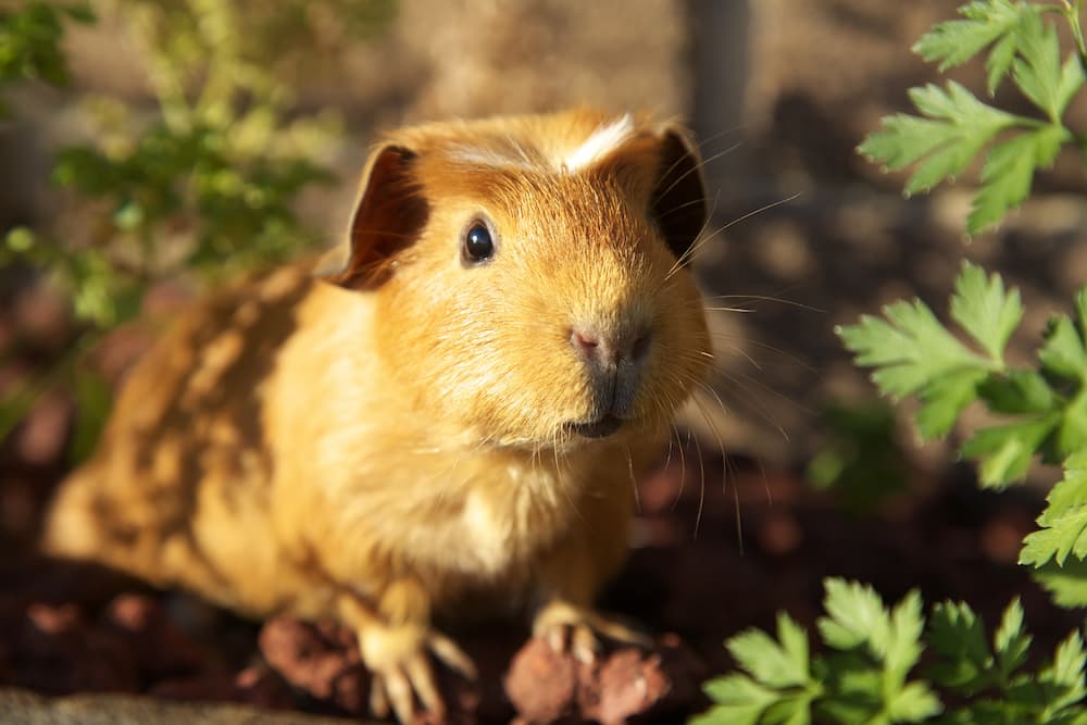 You are currently viewing Caring for small pets in summer