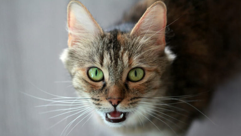 Read more about the article 5 Cat Myths Debunked for International Cat Day 