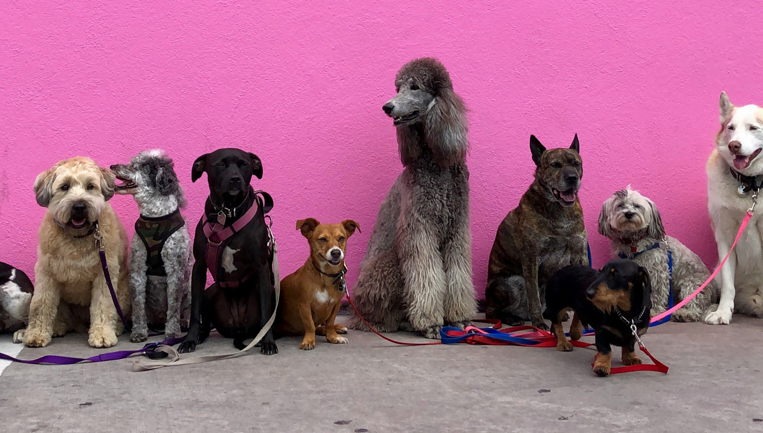Read more about the article Paws what you’re doing – it’s National Dog Day 