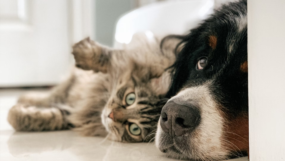You are currently viewing The flea lifecycle explained: why one treatment isn’t enough 