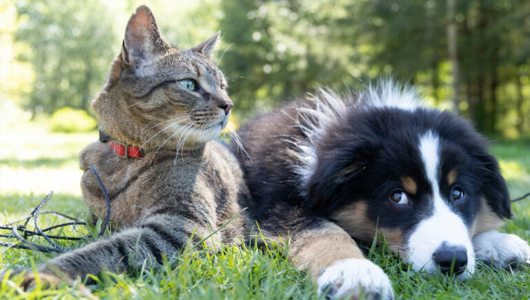 Read more about the article Know your pet parasite
