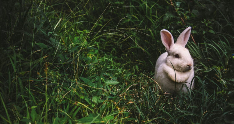 Read more about the article The Mystical Symbolism of Rabbits