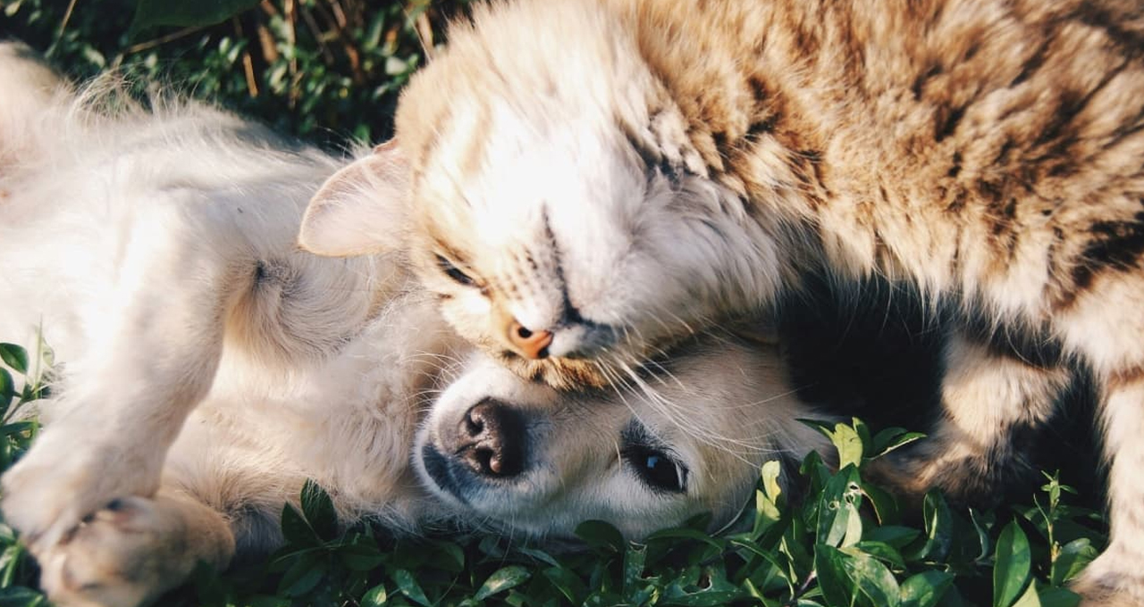 You are currently viewing Understanding the Role of SQPs in Pet Shops 