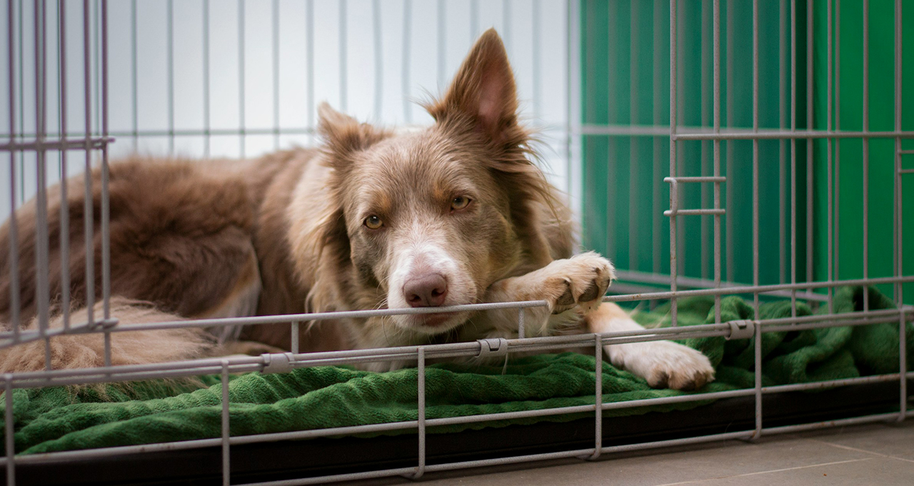 You are currently viewing How to create a calming den for your pet 