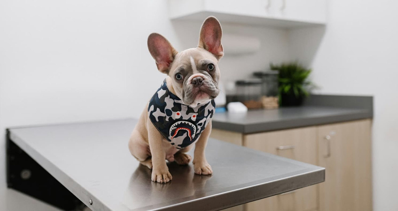 You are currently viewing CMA publishes provisional findings on UK veterinary services market
