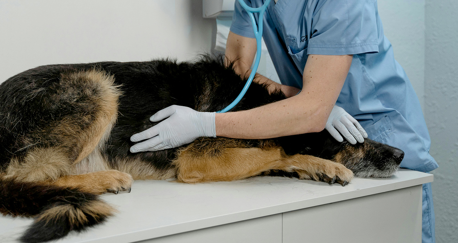 You are currently viewing Study finds parasite prevention could prevent over five million pet infections each year in the UK 